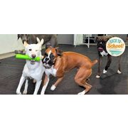 $69 for One Week of Full-Day Dog Daycare at Barks n' Rec - with Live Feed! ($198 Value)
