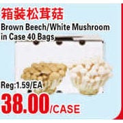 Brown Beech/White Mushroom in Case - $38.00/case