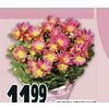 Chrysanthemums - $11.99